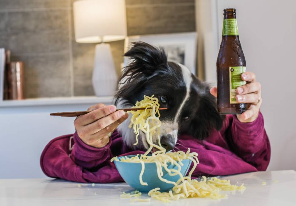 2018 Year of the dog, Good food night noodle markets will be allowing dogs to attend. Dog model Murphy Johnstone of Spence. Photo: karleen minney