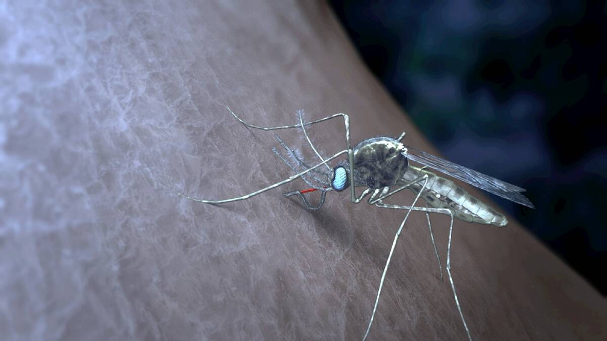 Mosquitoes transmit the Plasmodium parasite from person to person. Photo: Walter and Eliza Hall Institute