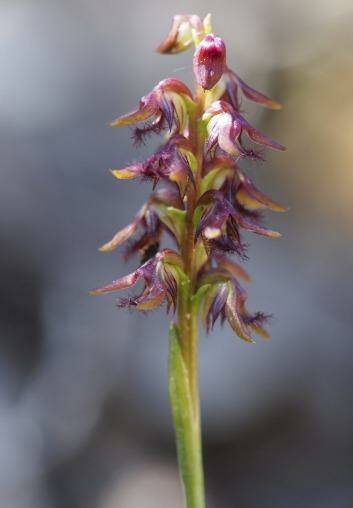 The Brindabella midge orchid. Photo: Tom North and the Australian National Botanic Gardens