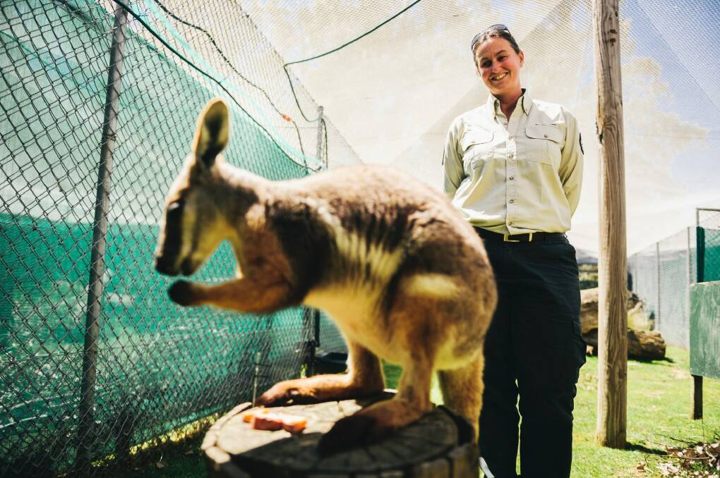 Senior wildlife officer Dr Jennifer Pierson with Lily, a three-year-old yellow-footed rock wallaby who is a surrogate mother to a young southern brush-tailed rock Wallaby. Photo: Rohan Thomson