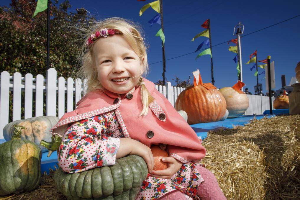 Four-year-old Molly Stone-Purtell at the Collector Pumpkin Festival Photo: Sitthixay Ditthavong