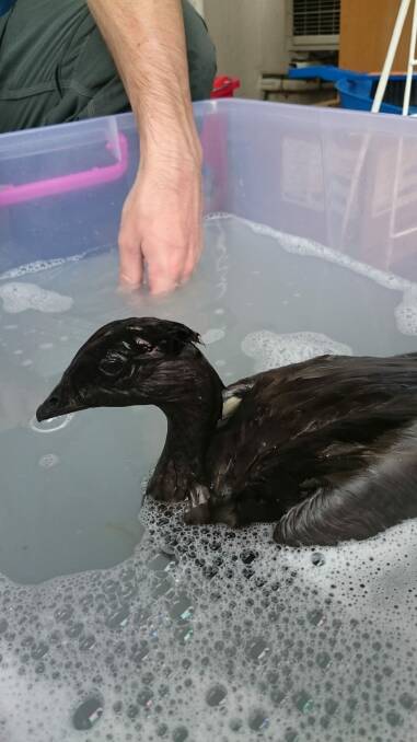 The rescued duck having one of its four baths after an oily encounter. Photo: Jana Randell