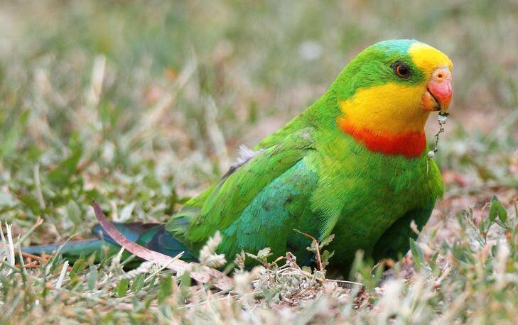 Male superb parrot. Photo: Geoffrey Dabb