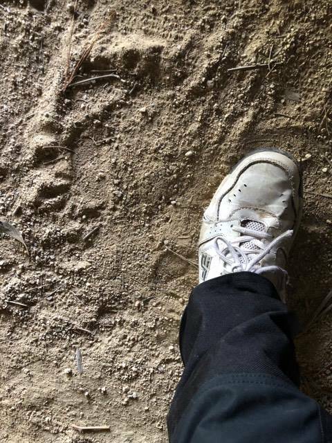 Mystery footprint in a cave in Pierces Creek Forest. Photo: Greg Shaw