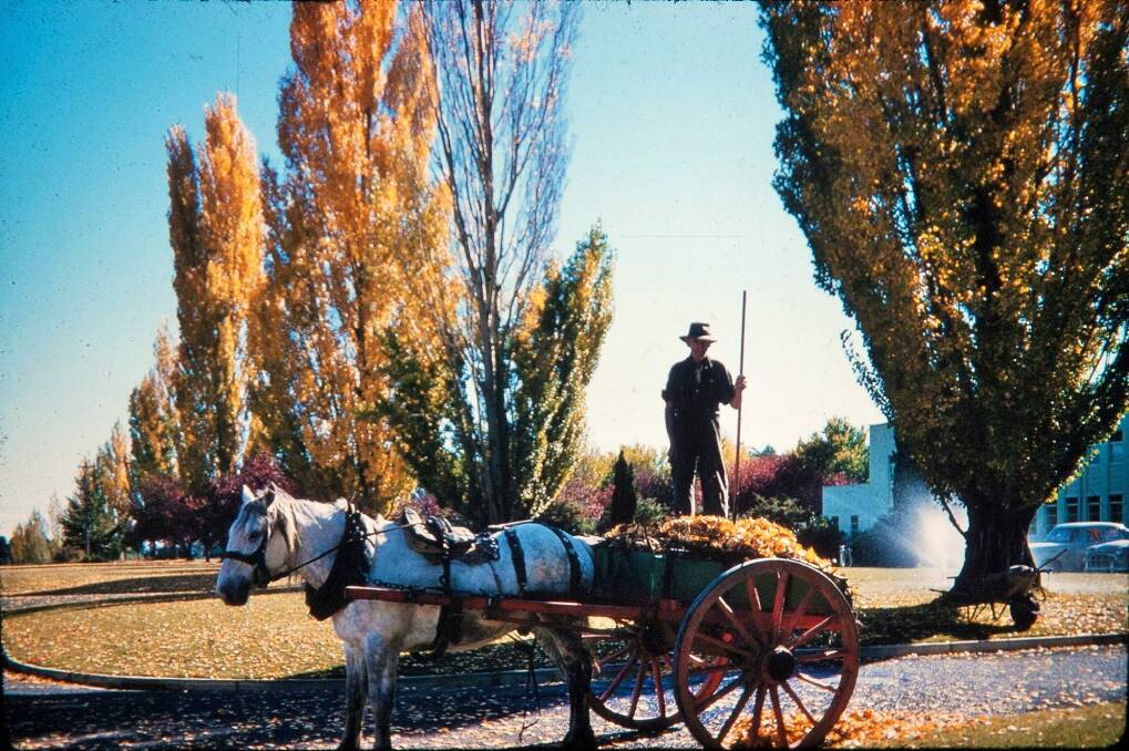 Tom Maloney collected leaves around Canberra with his horse and cart right up into the late 1960s. Photo: Garton and Joy Wearne