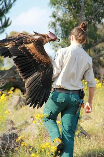 A tagged wedge-tailed eagle about to be released.