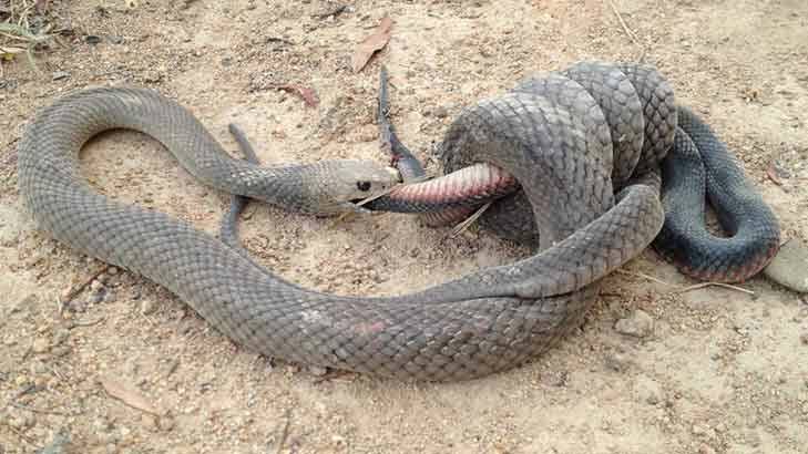 A snake-eat-snake world.... Gavin Fletcher took this photo at Stranger Pond in Bonython. Photo: Supplied