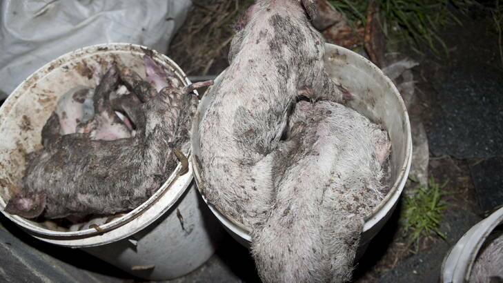Buckets of dead piglets stored outside a farrowing shed. Photo: Animal Liberation NSW