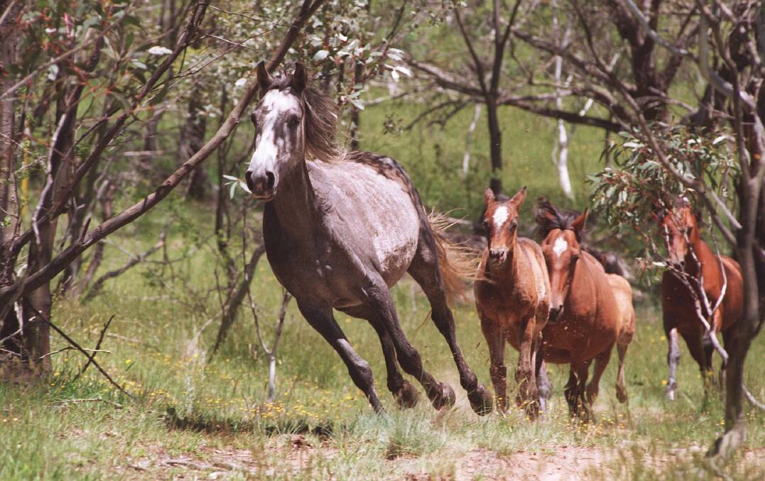 Pest or icon: Brumbies run free in the Snowy Mountains. Photo: Dallas Kilponen