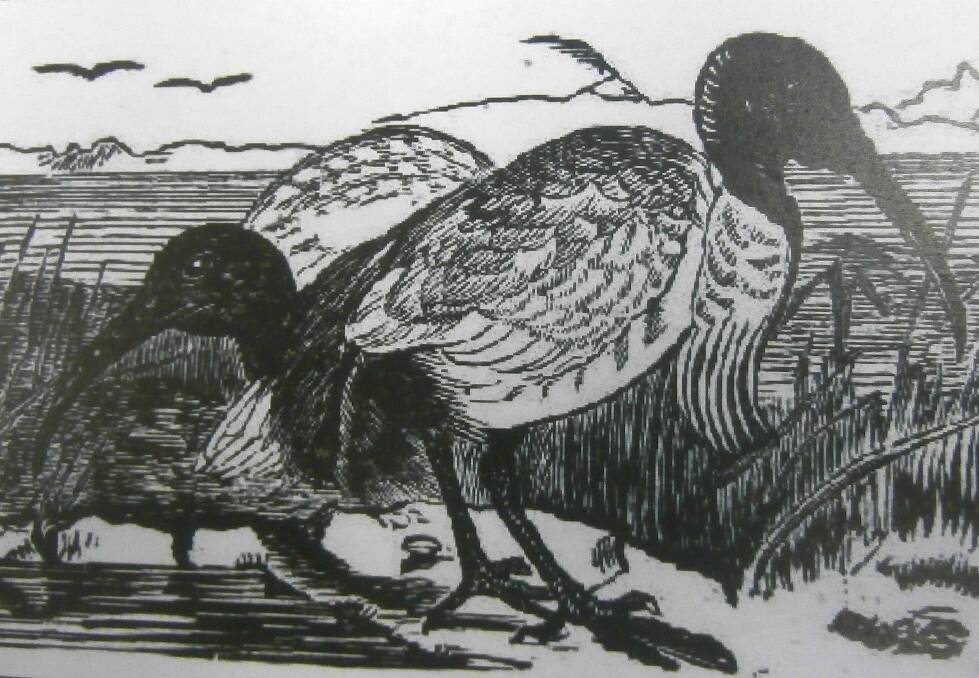 The White Ibis "is so watchful that it cannot be approached within gun shot without extreme caution", wrote the <i>Australian Home Companion</i> 100 years ago.