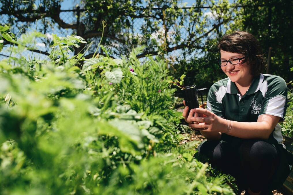 Farrer Primary student Emma Avakain enjoying the school's vegetable garden. Photo: Rohan Thomson
