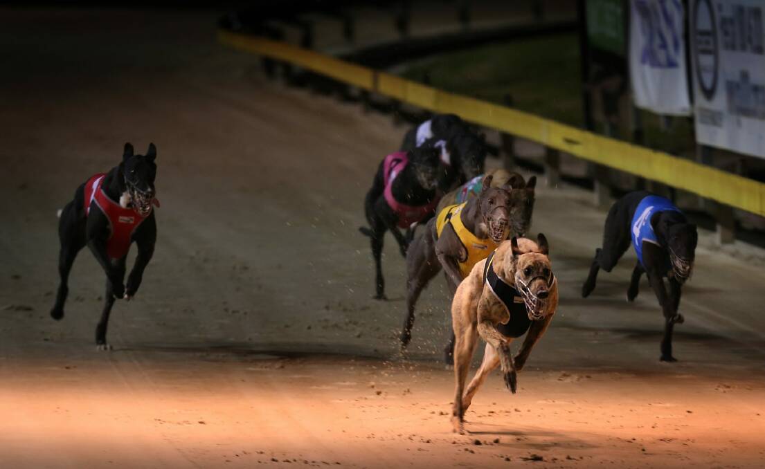 Following the rally against the greyhound racing ban at Hyde Spark in Sydney,a petition with 25,000 signatures will be presented to NSW Opposition Leader Luke Foley. Photo: Marina Neil