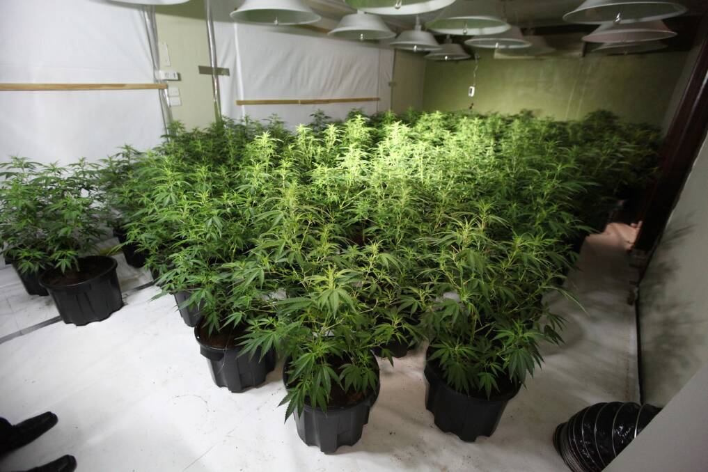 ACT Policing charged six people and seized more than 900 cannabis plants worth $6 million as part of Operation Armscote. These plants were growing in a Kaleen house. Photo: ACT Policing