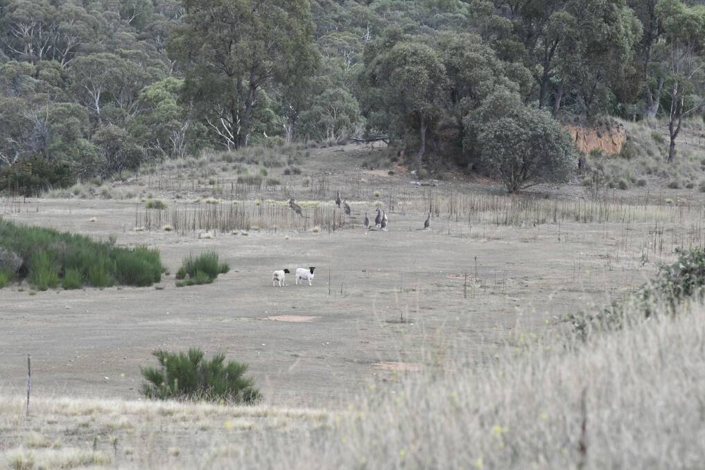 The two sheep show up everyday in the Captains Flat paddock with the mob of kangaroos. Photo: Elliot Williams