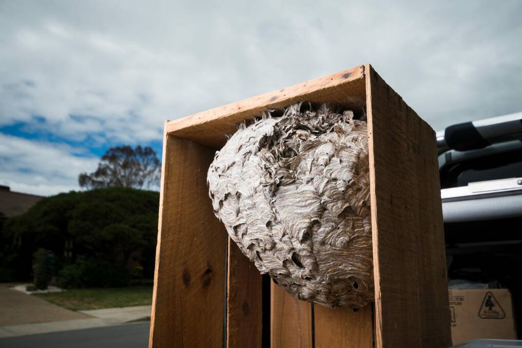 An intact European wasp nest that Jim Beriesheff removed previously. Photo: Dion Georgopoulos