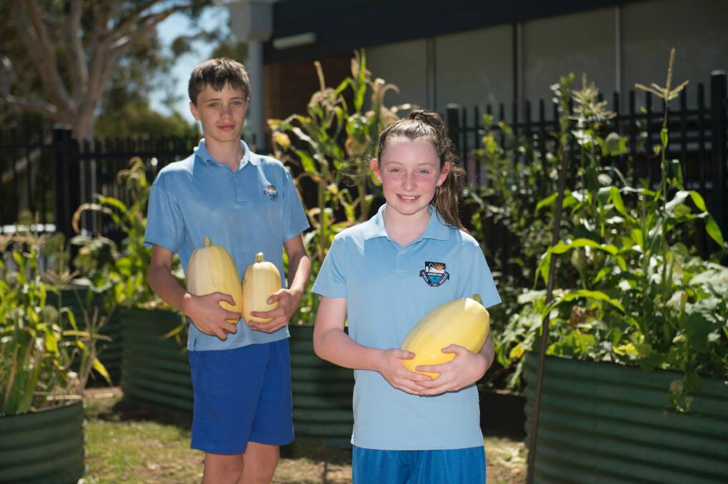 Lilly Harrison, 10, and Armand Rood, 11, in the veggie garden at Mawson Primary School.   Photo: Jay Cronan
