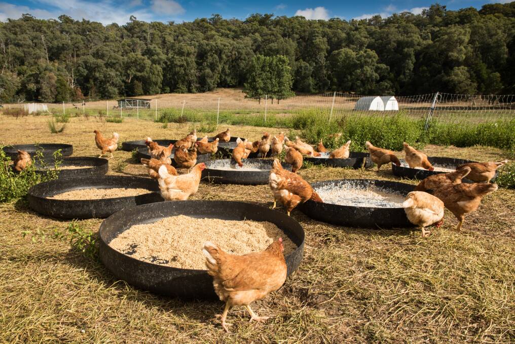 Free-range chickens will now be defined as 10,000 birds per hectare. Photo: Richard Cornish