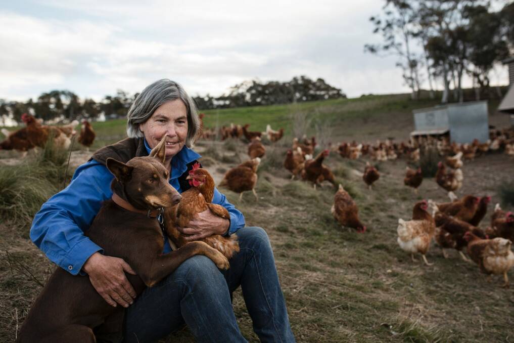 Long Paddocks Eggs have free range chickens who live protected by maremma dogs with the second lowest stocking density per hectare. Long Paddocks Eggs co-owner Amanda Mutton.  Photo: Jamila Toderas