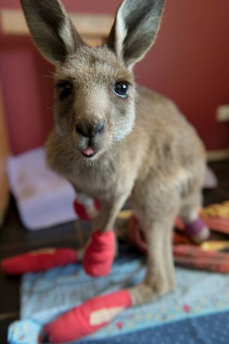 The kangaroos often require round-the-clock care to treat their burns. Photo: Jay Cronan