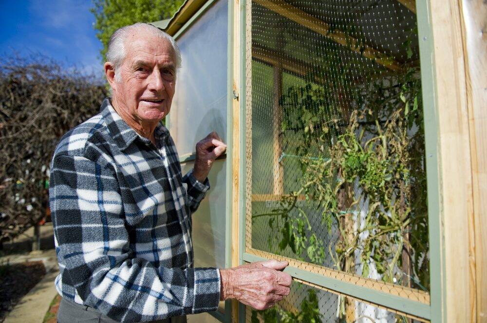Jim Cleaver with the tomato plant he's successfully grown from 70-year-old seeds. Photo: Jay Cronan