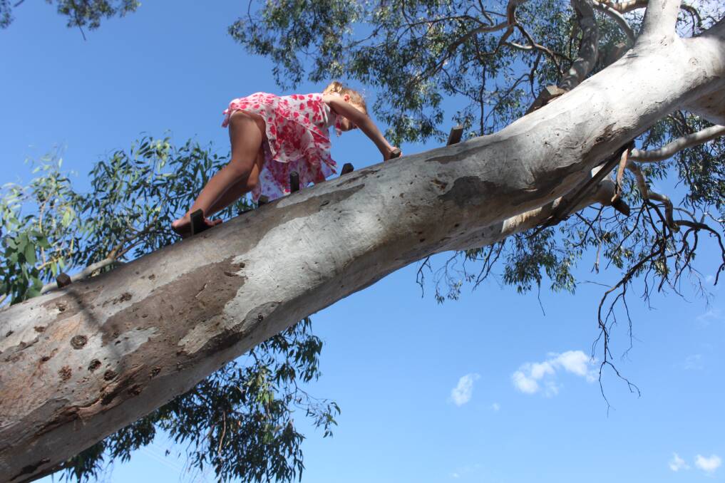 Anya Saeedi, 5, climbs a tree in Fadden. Anya's mother Carly Saeedi is the founder of start-up business From: Aunt Matilda. Photo: Supplied