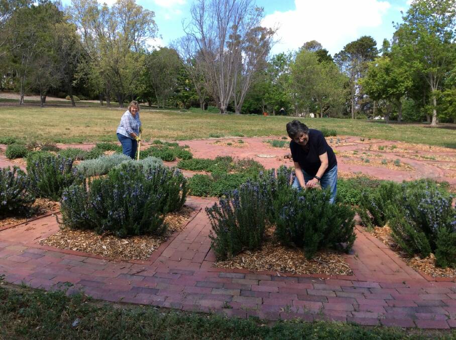 Lesley Pattinson and Paulene Cairnduff tending Gallipoli rosemary in the herb circle at Fetherston Gardens in Weston.  Photo: Susan Parsons