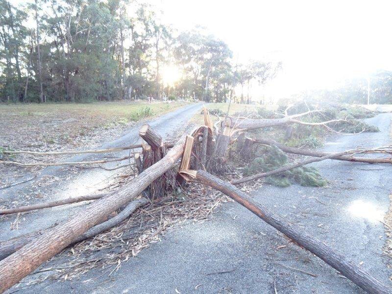 Mogo Cemetery's native trees have been destroyed. Photo: Eurobodalla Shire Council