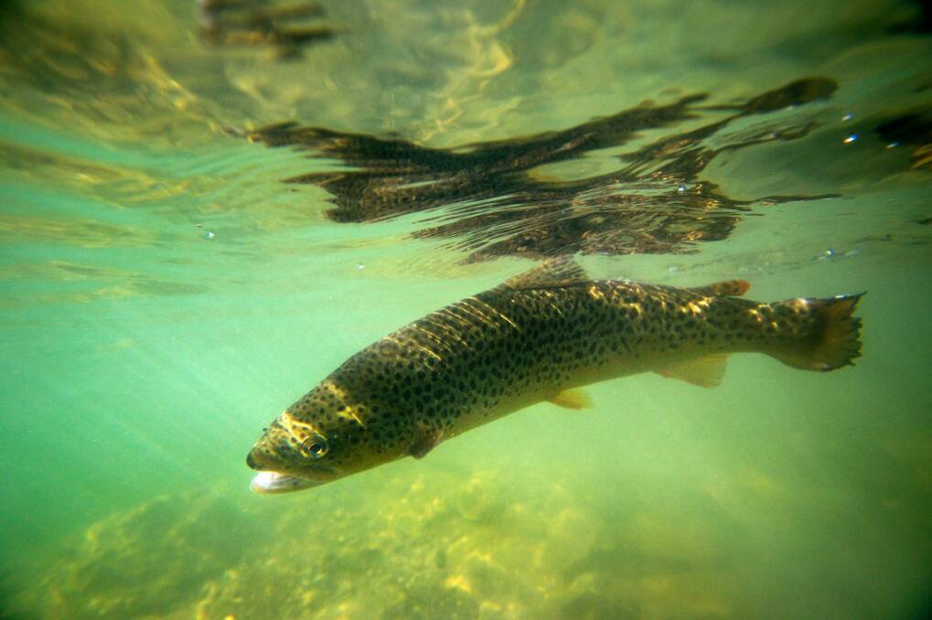 Record bid: Canberra diplomats will chase brown trout later this month. Photo: Justin McManus