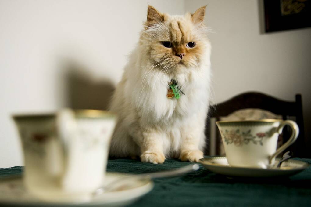 My moment:  Zany cult hero Zanda the cat poses for a photo in anticipation of a new cat cafe opening in Canberra.
