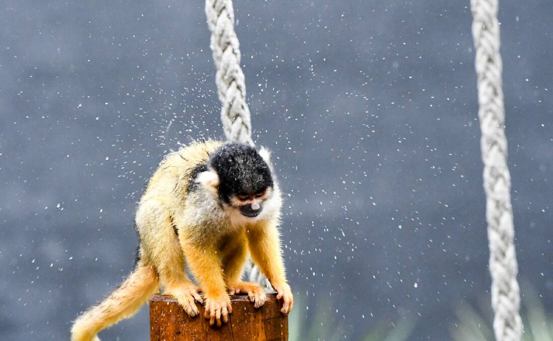 Squirrel monkey Ayaka shakes off the rain. Photo: Peter Rae 