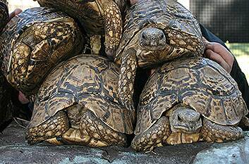 South African leopard tortoises. Photo: Courtesy Shoalhaven Zoo