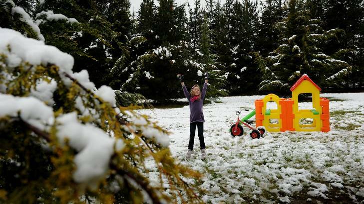 Overnight snow falls in Wamboin, 6 yr old Lilly Axelby plays in her front yard. Photo: Colleen Petch