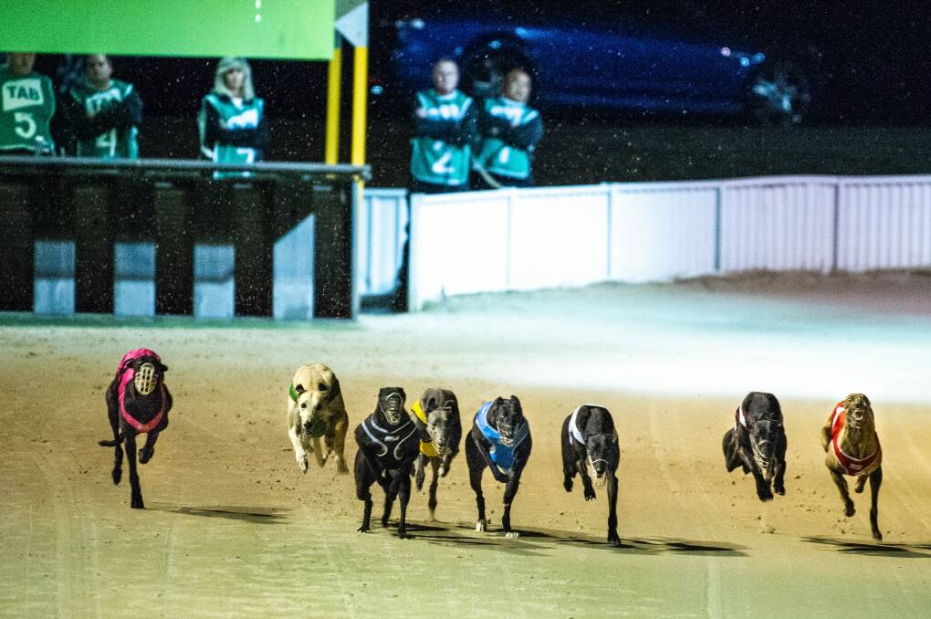 Canberra's last greyhound race meeting on Sunday night. Photo: Jamila Toderas