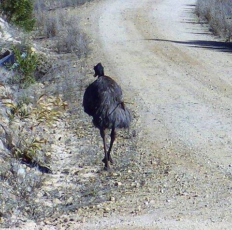 An emu was shot with an arrow near Cotter Avenue. Photo: ACT Parks and Conservation