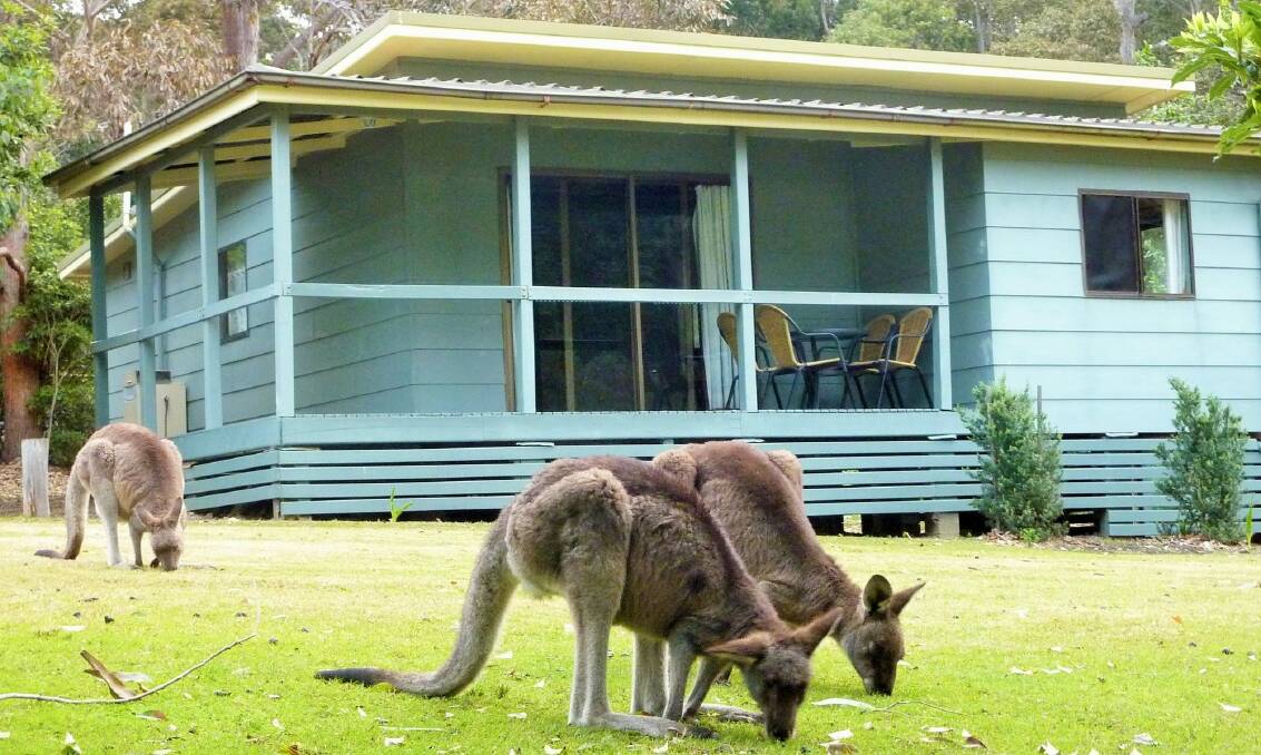 Kangaroos graze outside the cabins at Depot Beach. Photo: Tim the Yowie Man