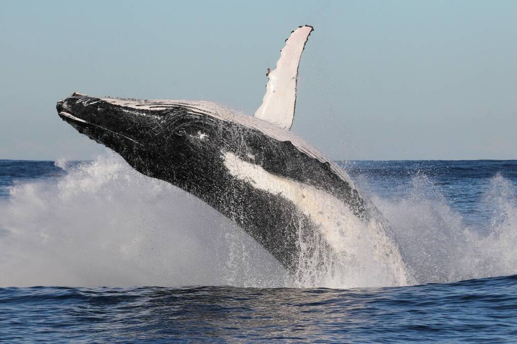 Whales are often spotted off Depot Beach.