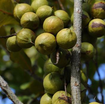 Macadamia nuts at Mountain Ridge Wines, Coolangatta. Photo: Graham Tidy