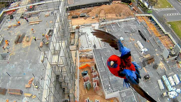 A Crimson Rosella captured by a security camera high on a crane at the Linq apartments building site in Belconnen.