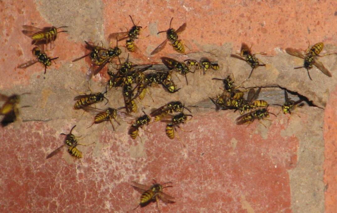 European wasp numbers have spiked in the ACT. Photo: Dr Philip Spradbery