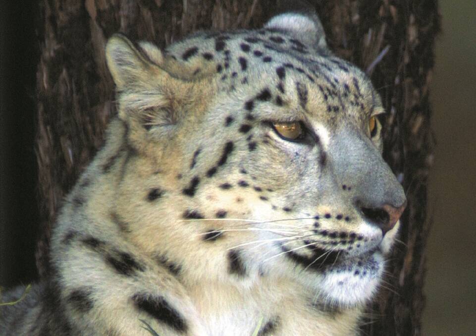 Sheva the snow leopard lived at the Canberra National Zoo and Aquarium for 16 years before passing away aged 19 in late 2018. Photo: National Zoo and Aquarium