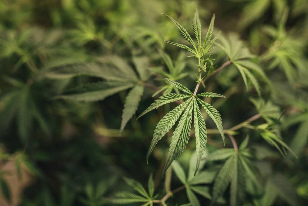 ACT Labor will back new laws to legalise cannabis. Photo: Rohan Thomson
