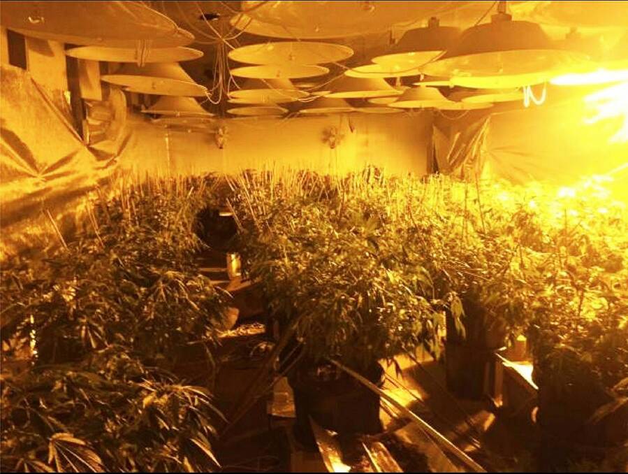 The indoor hydroponic cannabis farm discovered by police in Port Kembla. Photo: NSW Police