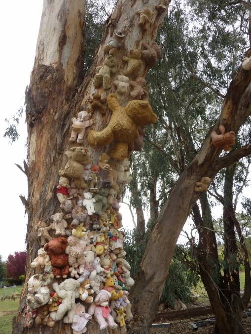 Can you count how many bears in Teddy Tree at Old Graham?
 Photo: Tim the Yowie Man