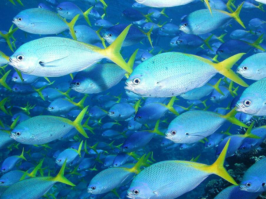 Teeming fish of the Barrier Reef. But perhaps only Tim Tam tasters?