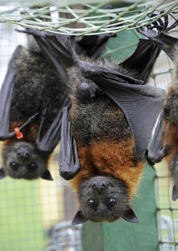 Injured Grey Headed Flying Foxes at the Kambah home. Photo: Graham Tidy