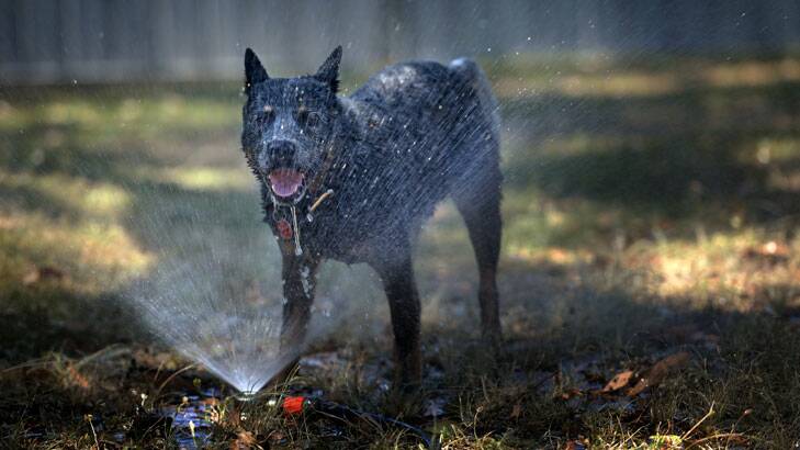 Cooling off under the sprinkler brings sweet relief to Buster the blue heeler. Photo: Marina Neil
