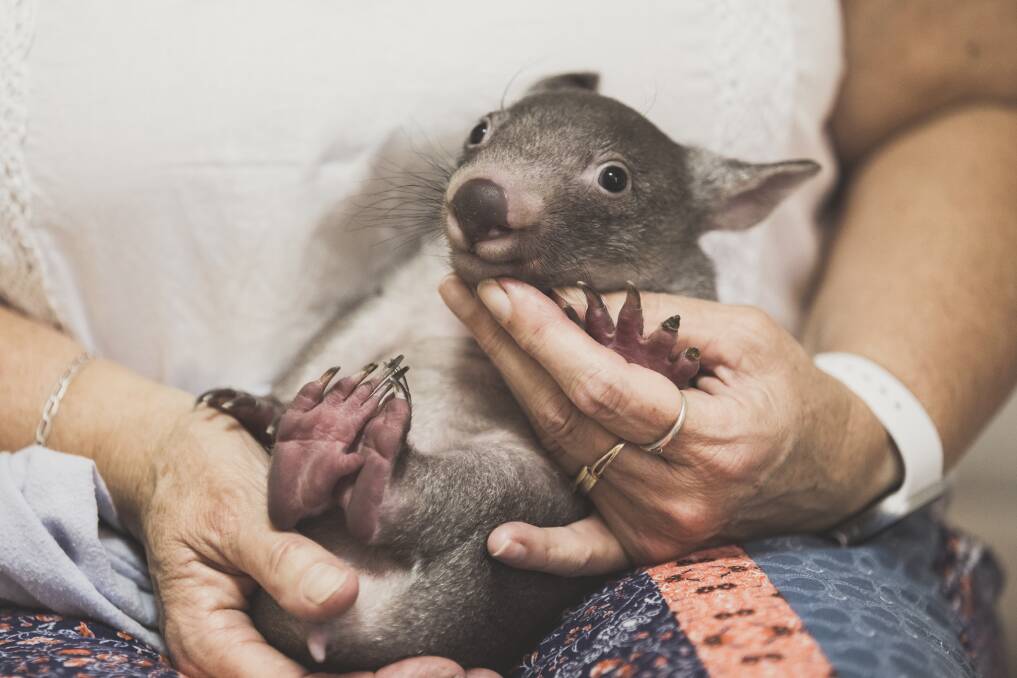 Wombats are a commitment - babies will stay with carers for up to two years before they can be weaned off bottles and released back into the wild.
 Photo: Jamila Toderas