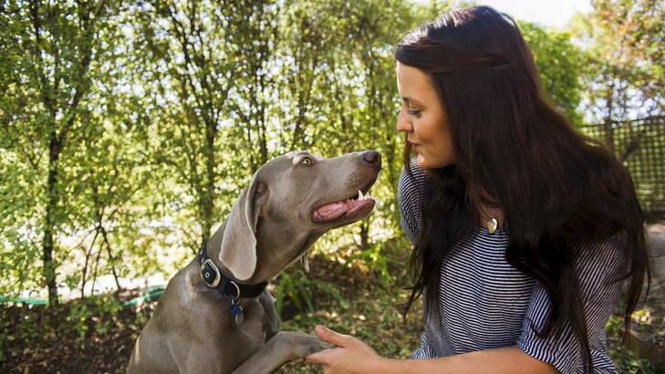 A happy ending with Krieger the weimaraner and owner Elizabeth Knapp safely at home in Downer. Photo: Rohan Thomson