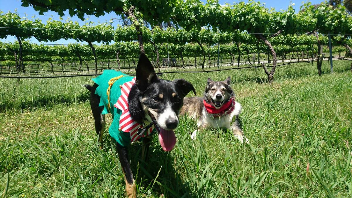 Local wine dogs Mollie and Tannin are again hosting a Christmas party at Murrumbateman Winery. Photo: Supplied