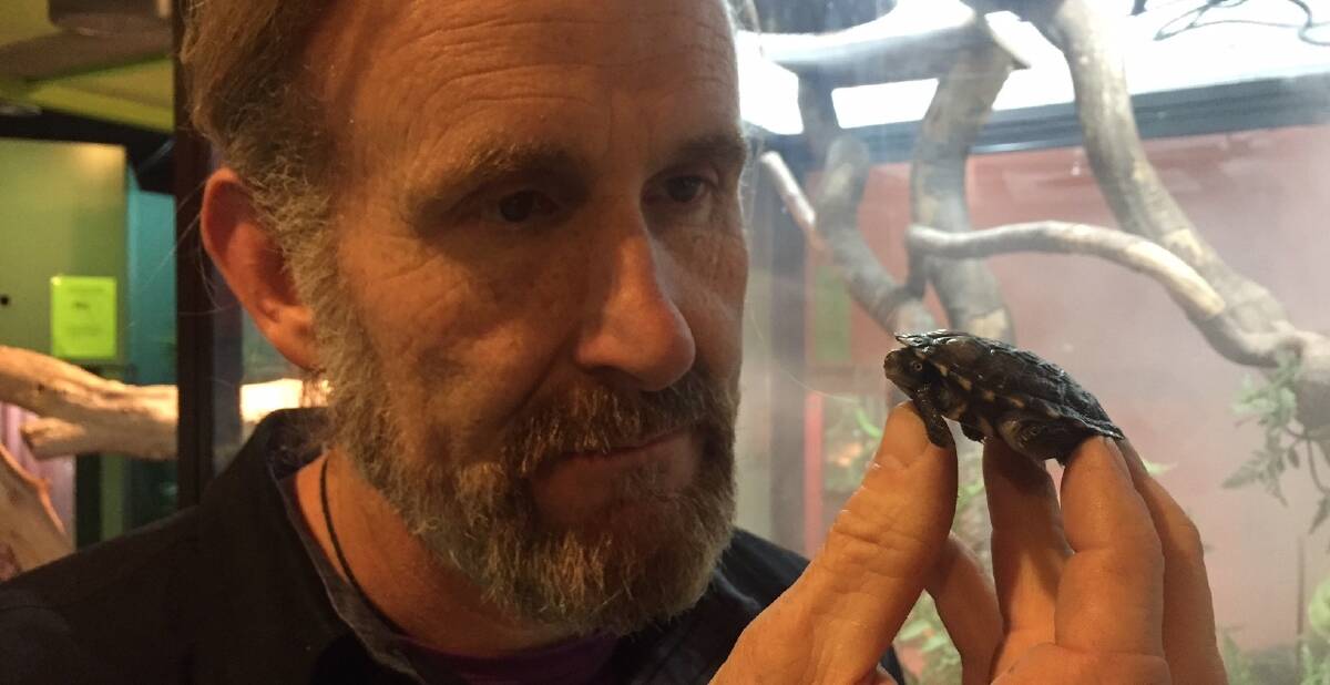 Canberra Reptile Park owner Peter Child with the baby turtle which a Sydney man tried to steal by placing in his pocket. Photo: supplied